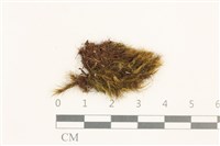 日本曲柄蘚藏品圖，第1張