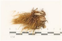 登錄號:B00012001藏品圖，第1張