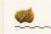 登錄號:B00012005藏品圖，第1張