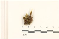 登錄號:B00012006藏品圖，第1張