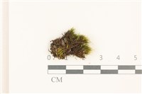 登錄號:B00012008藏品圖，第1張