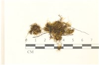 登錄號:B00012014藏品圖，第1張