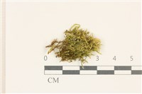 細葉櫛葉蘚, 毛葉梳蘚藏品圖，第1張