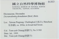 青毛苔藏品圖，第2張