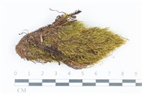 青毛苔藏品圖，第1張