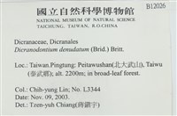 青毛苔藏品圖，第2張