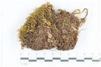 青毛苔藏品圖，第1張