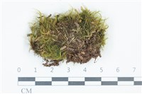 登錄號:B00012028藏品圖，第1張