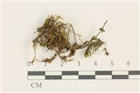 登錄號:B00012379藏品圖，第1張