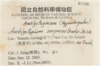 柳葉蘚藏品圖，第2張