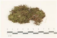 登錄號:B00012381藏品圖，第1張