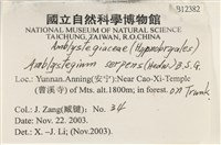 柳葉蘚藏品圖，第2張