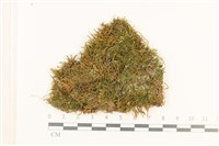 登錄號:B00012383藏品圖，第1張