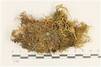 登錄號:B00012384藏品圖，第1張