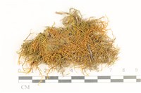 登錄號:B00012386藏品圖，第1張