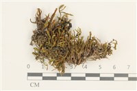 登錄號:B00012390藏品圖，第1張