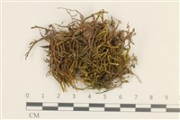 登錄號:B00012392藏品圖，第1張