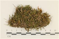 登錄號:B00012393藏品圖，第1張