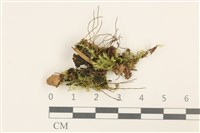 登錄號:B00012394藏品圖，第1張