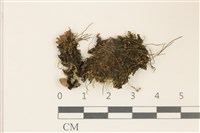 登錄號:B00012395藏品圖，第1張