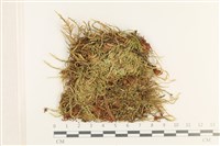 登錄號:B00012401藏品圖，第1張