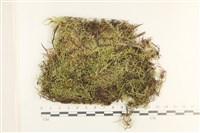 登錄號:B00012403藏品圖，第1張