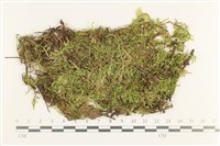 登錄號:B00012404藏品圖，第1張