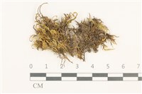 登錄號:B00012406藏品圖，第1張