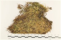 登錄號:B00012407藏品圖，第1張