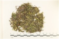 登錄號:B00012408藏品圖，第1張