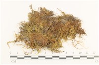 登錄號:B00012410藏品圖，第1張