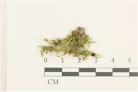 登錄號:B00012414藏品圖，第1張