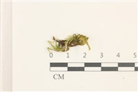 登錄號:B00012417藏品圖，第1張