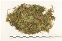 登錄號:B00012418藏品圖，第1張