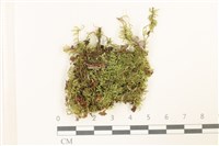 登錄號:B00012419藏品圖，第1張