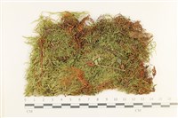 登錄號:B00012420藏品圖，第1張