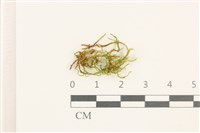 登錄號:B00012421藏品圖，第1張