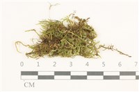 登錄號:B00012423藏品圖，第1張