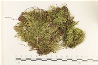 登錄號:B00012424藏品圖，第1張