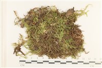 登錄號:B00012426藏品圖，第1張