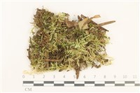 登錄號:B00012427藏品圖，第1張