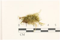 登錄號:B00012428藏品圖，第1張