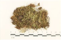 登錄號:B00012430藏品圖，第1張