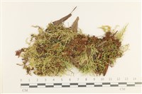 登錄號:B00012432藏品圖，第1張