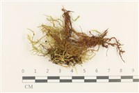 登錄號:B00012434藏品圖，第1張