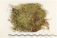 登錄號:B00012438藏品圖，第1張