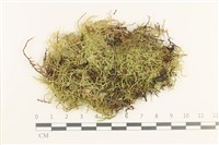 登錄號:B00012439藏品圖，第1張