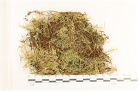 登錄號:B00012441藏品圖，第1張