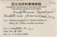 羽枝青蘚藏品圖，第2張