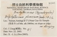 羽枝青蘚藏品圖，第2張